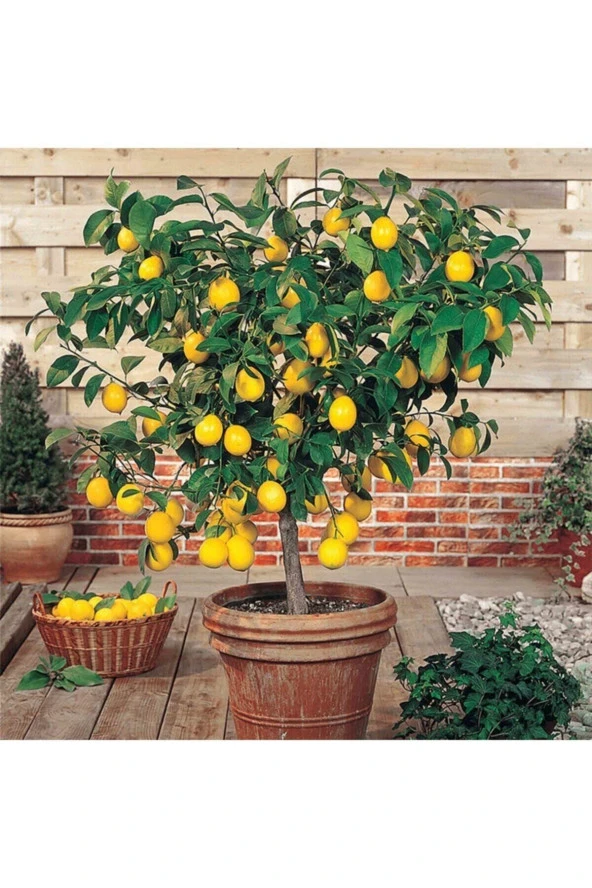 Bodur Yediveren Limon Ağacı Tohumu ürün görseli 1