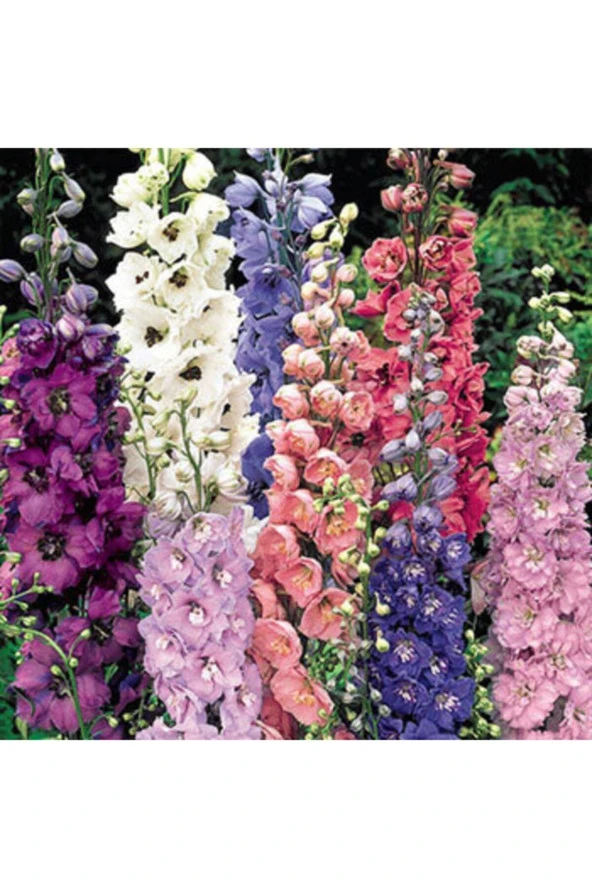30 Adet Karışık Renkli Hazeran Çiçeği Tohumu ürün görseli 1