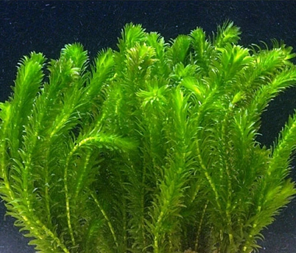 Ada Akvaryum Bitkisi Elodea Densa 5 Dal 20-25 cm ürün görseli 1