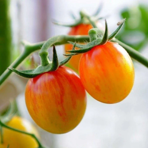 Süper Süpernova Cherry Domates Tohumu(15 tohum) ürün görseli 1