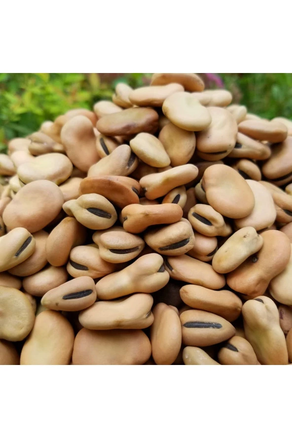Şenler Zahire - Kuru Bakla 500 Gr ürün görseli 1