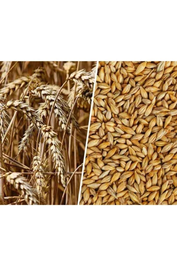 Şenler Zahire - Arpa Tohumu 500 Gram Doğal Arpa Tane Arpa Dane Arpa Kuş Yemi Arpa Ilaçsız Arpa ürün görseli 1