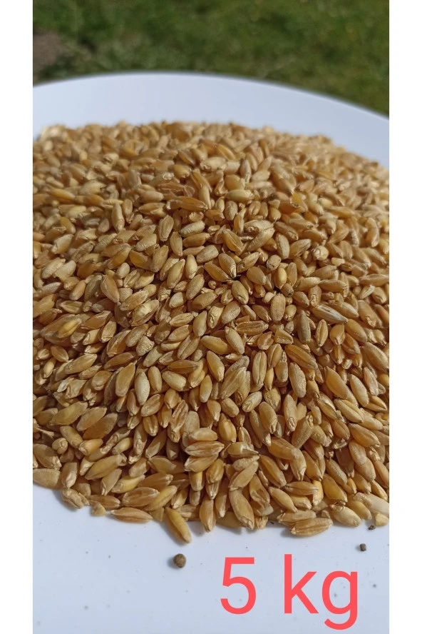 ŞENLER - Doğal Hediklik Buğday - 5 Kg - Resim 2