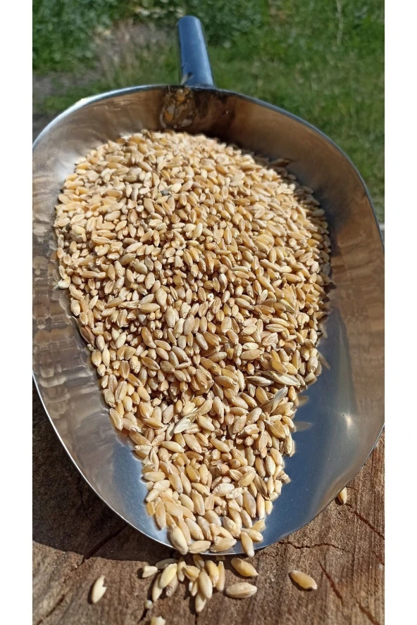 ŞENLER - Hediklik Buğday - Diş Buğdayı- 1 Kg - Resim 2