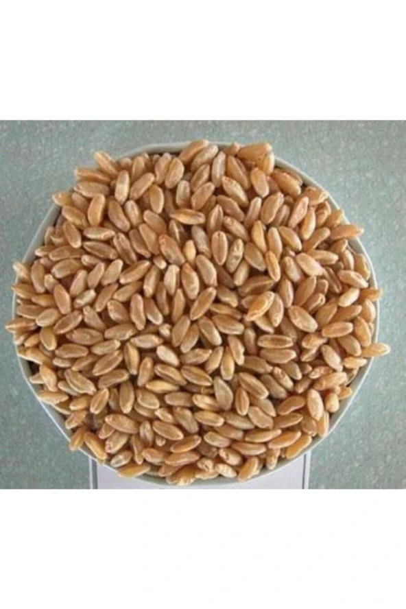 Şenler Zahire -  Yemlik 1 Kalite Güvercin Buğdayı 25 Kg ürün görseli 1