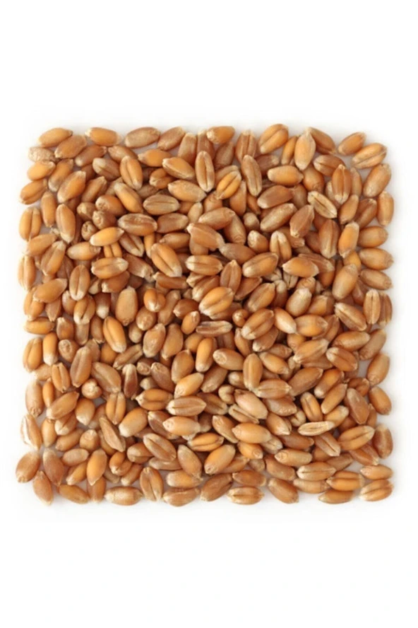 Yemlik Buğday 20 Kg Kuş-Tavuk-Kaz-Ördek Kanatlı Yemi ürün görseli 1