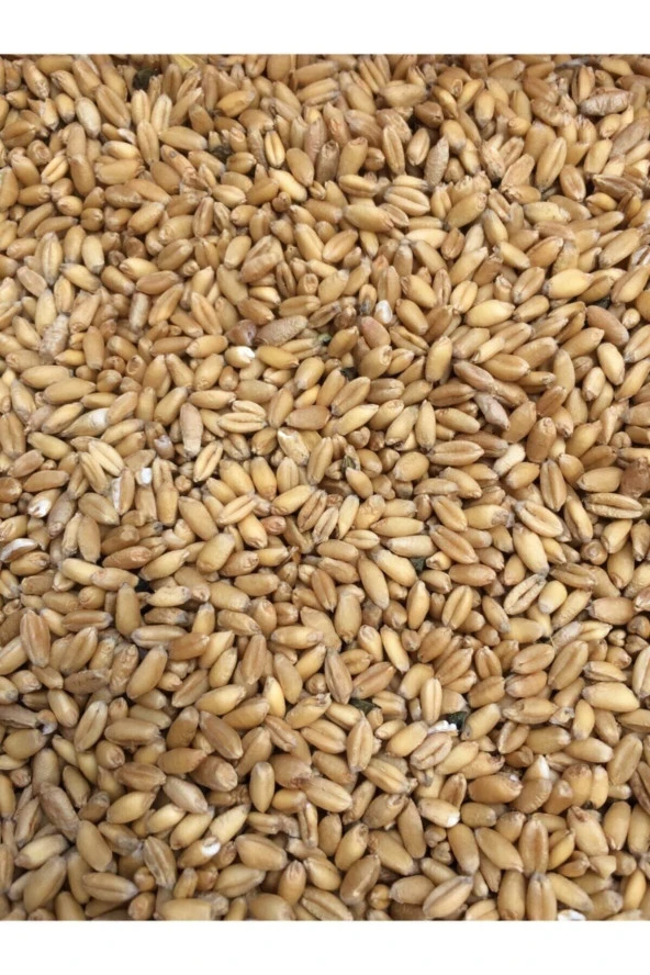 Şenler Zahire - 5 Kg TAVUK YEMLİK BUĞDAY (Tavuk Ve Kuş Için Elenmiş Yemlik Buğday 5 Kg ürün görseli 1