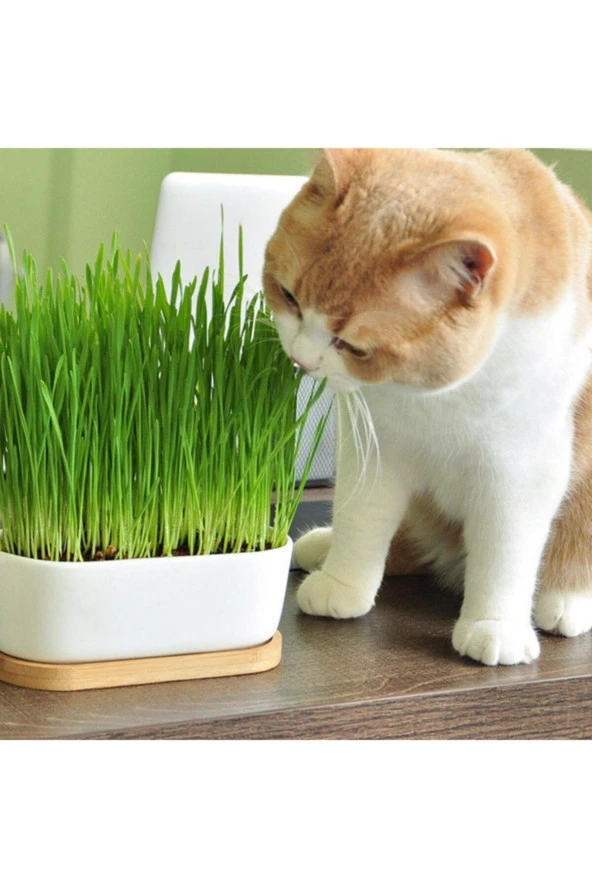 Şenler - Kedi Çimi Için Doğal Buğday Tohumu 500 Gr ürün görseli 1