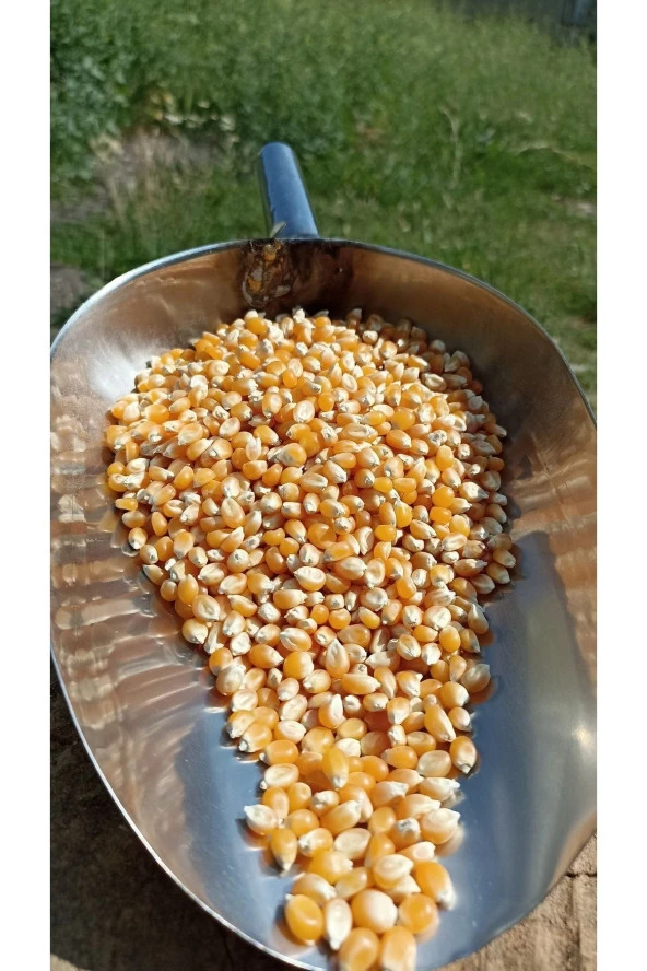 ŞENLER - Cin Mısır - Popcorn - 1 Kg - Resim 2