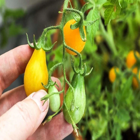 Armut Görünümlü Yellow Pear Domates Tohumu (15 tohum) ürün görseli 1
