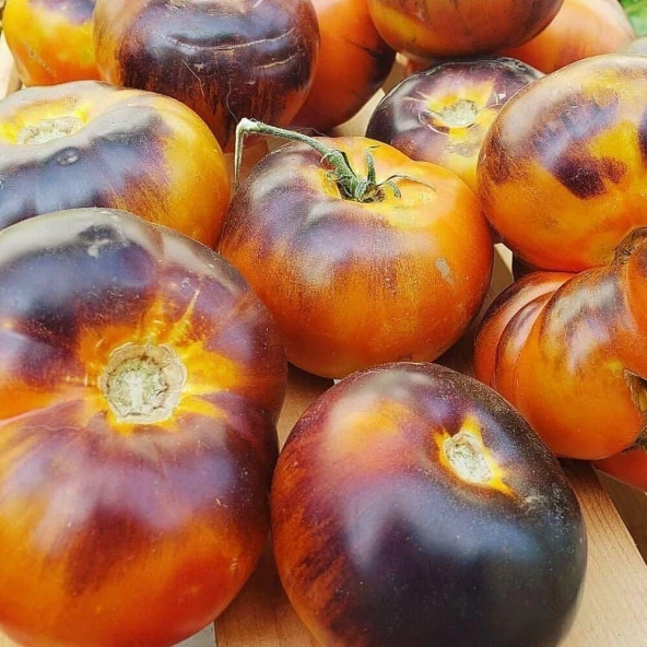 Lucid Gem Domates Tohumu(15 tohum) ürün görseli 1
