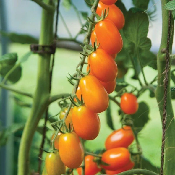 Nova Grape Domates Tohumu (15 tohum) ürün görseli 1