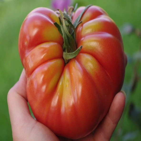 Marmade Domates Tohumu (15 tohum) ürün görseli 1