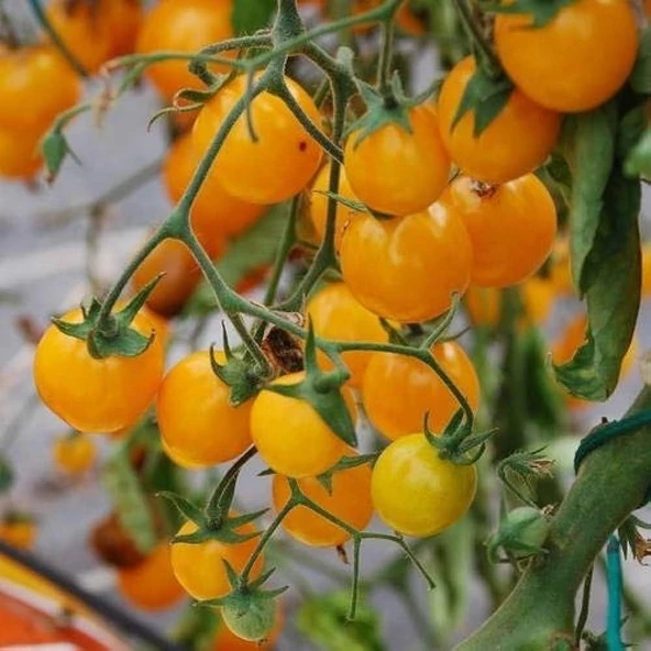 Heirloom Gold Cherry Nugget Domates Tohumu (15 tohum) ürün görseli 1