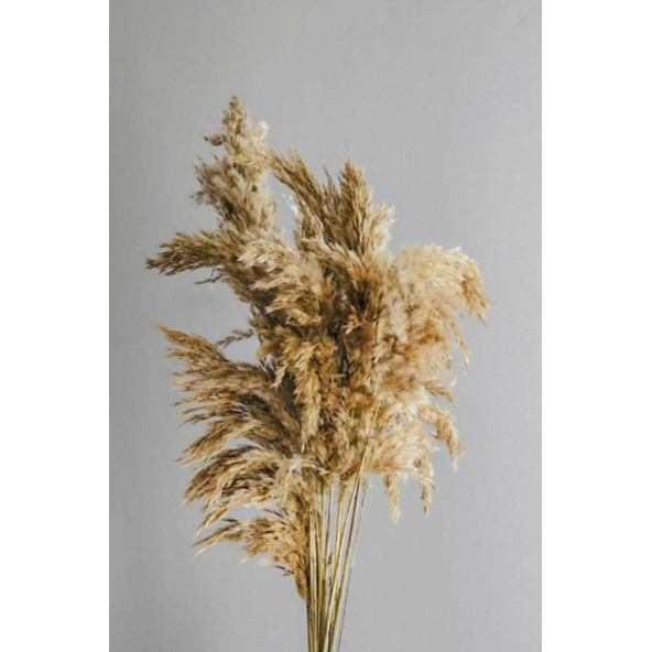 PAMPAS 3LÜ - Resim 3