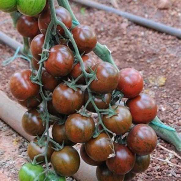 Nadir Black Cherry Domates Tohumu (15 tohum) ürün görseli 1