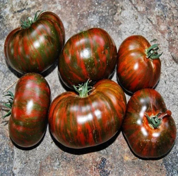 Black Zebra Domates Tohumu (15 tohum) ürün görseli 1