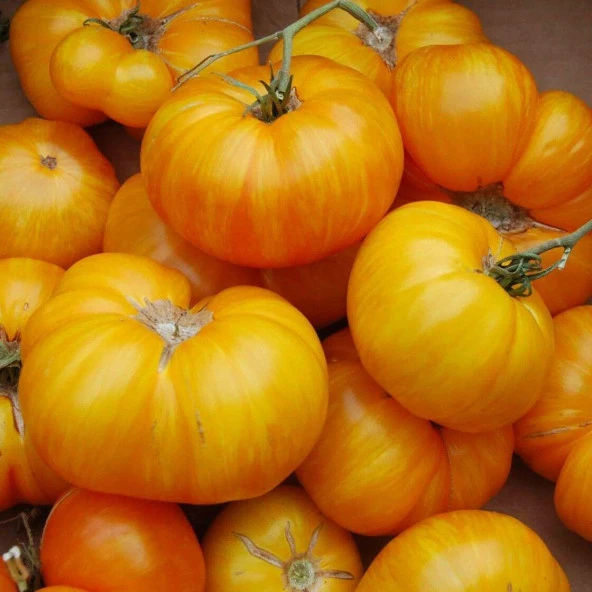 Big Yellow Domates (tomatoes) Tohumu (15 tohum) ürün görseli 1