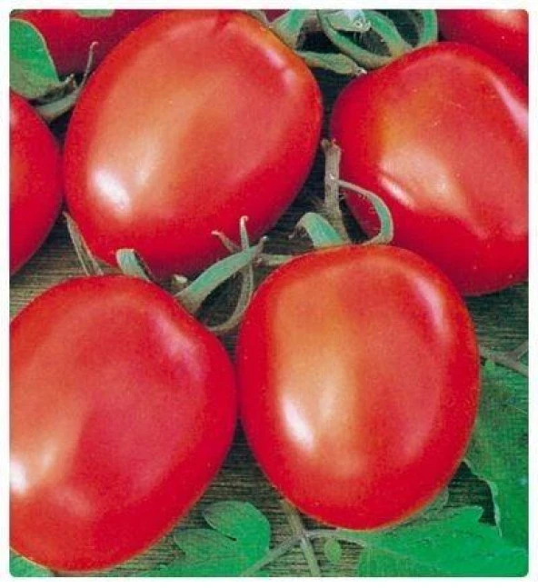 Doğal Beefsteak Domates Tohumu (20 adet) ürün görseli 1