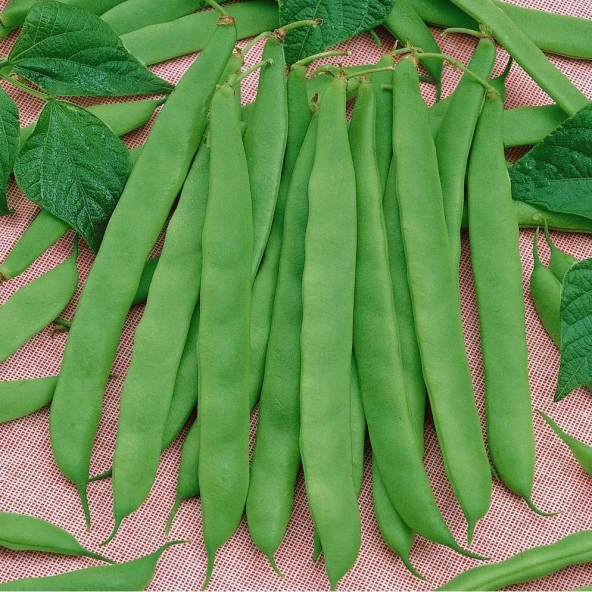 Ayşe Sırık 4F89 Fasulye Tohumu (25 gram) ürün görseli 1