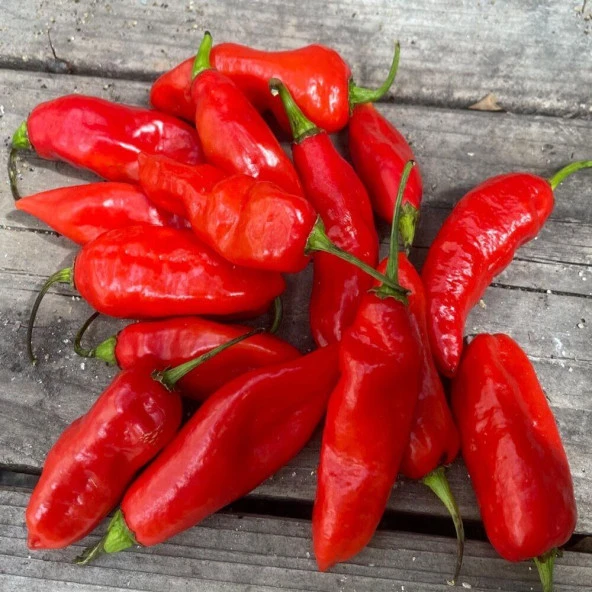Doğal Red Trinidad Seasoning Biber Tohumu (15 adet) ürün görseli 1