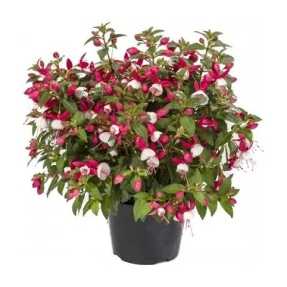 Küpeli Çiçeği Fidanı 5-15 Cm Fuchsia ürün görseli 1
