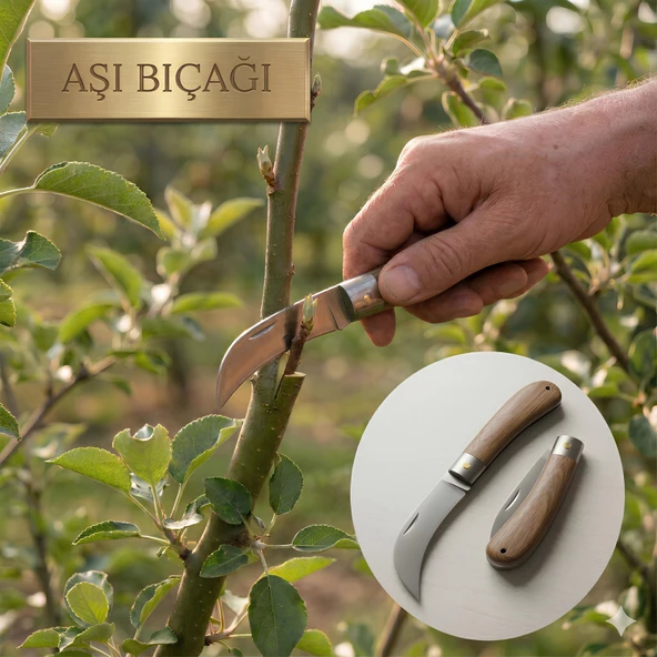 Aşı Bıçağı Eğri Uçlu Ara Çakı Bağ Bıçağı Paslanmaz Çelik Ahşap Saplı Katlanır Bıçak 21 cm ürün görseli 1