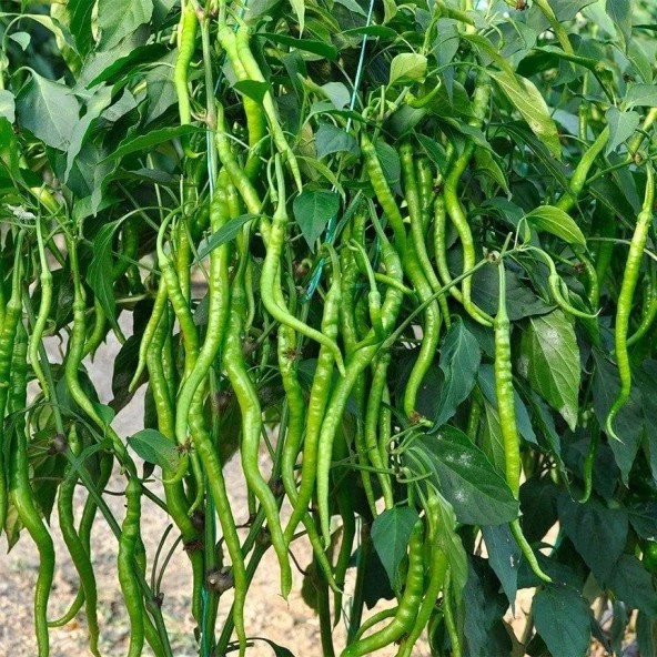 Çorbacı Biber Tohumu (2 gram) ürün görseli 1