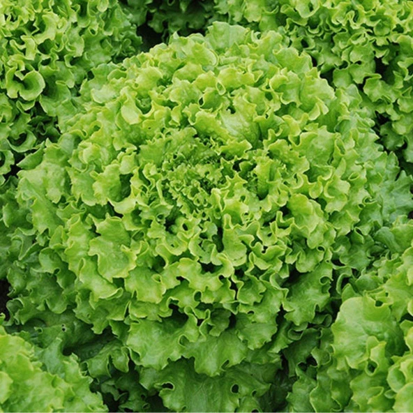 Şemikler Marul Tohumu (1 gram) ürün görseli 1