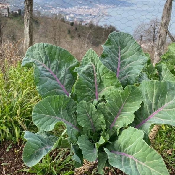 Kara Lahana (Karadeniz) Tohumu (2 gram) ürün görseli 1