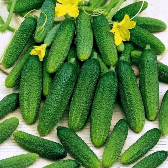 Kornişon (Turşuluk) Tohumu (25 gram) ürün görseli 1