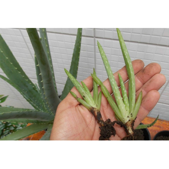 Aloe vera bitkisi 2 kök ürün görseli 1