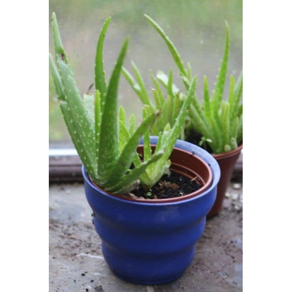 Aloe vera bitkisi 2 kök - Resim 2