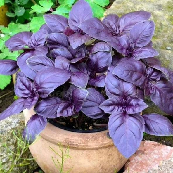 Saksılık Aromartik Dark Purple Geniş Yapraklı Fesleğen Fidesi (5 adet ) ürün görseli 1