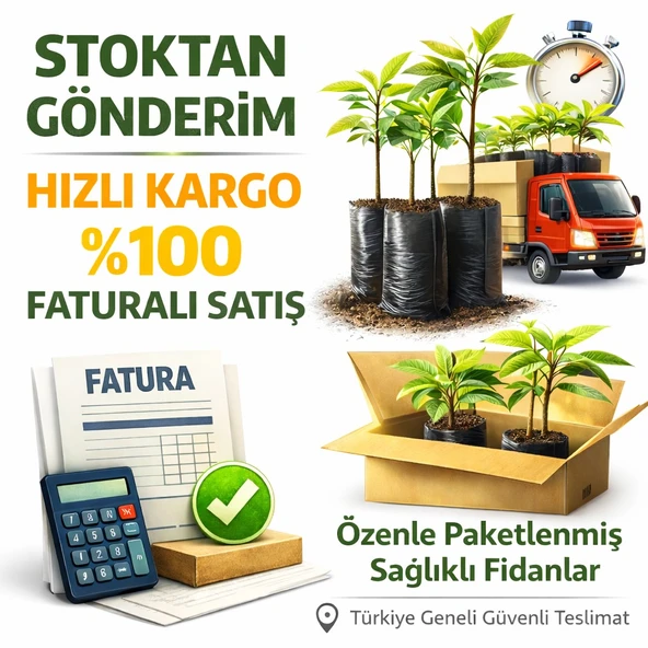 Bankon Soğan Tohumu (2 gram) - Resim 2