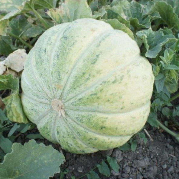 Kokulu Mühürlü Kavun Tohumu (10 gram) ürün görseli 1