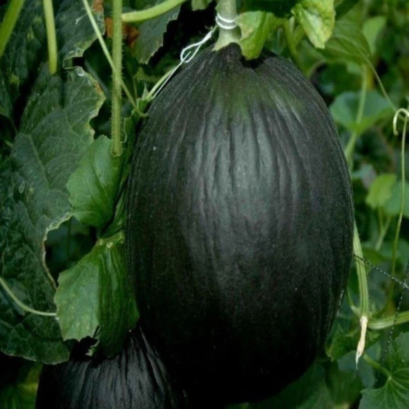 Karabey Siyah Kışlık Kavun Tohumu (10 gram) ürün görseli 1