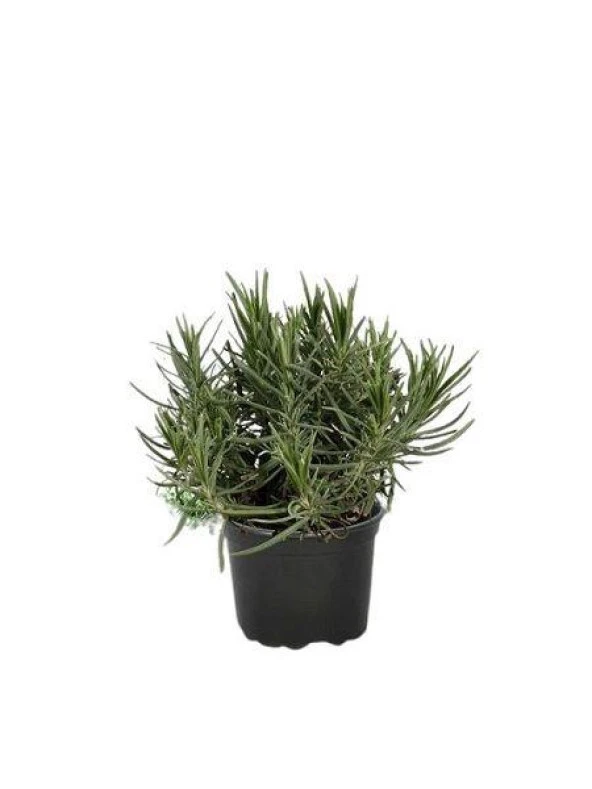 Bahçe Tipi Lavanta Fidanı 2 Adet 15-25 cm Intermedia ürün görseli 1