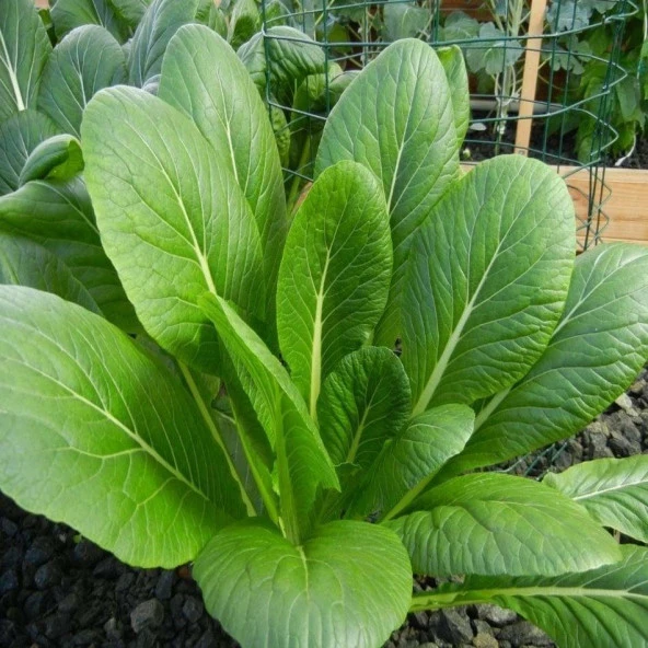 Doğal Tendergreen Hardal Tohumu (100 tohum) ürün görseli 1