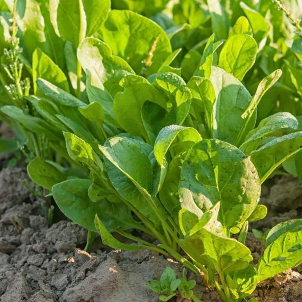 Doğal Kuzu Kulağı Tohumu (50 tohum) ürün görseli 1