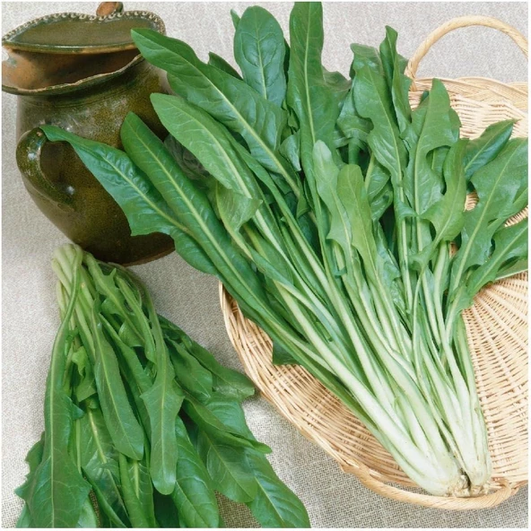 Endive Catalogna Emerald Tohumu (100 tohum) ürün görseli 1