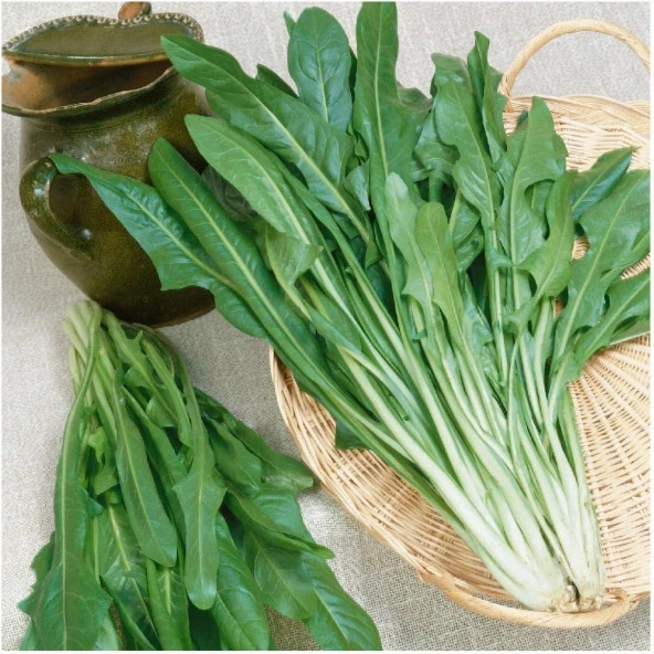 Endive Catalogna Emerald Tohumu (100 tohum) ürün görseli 1