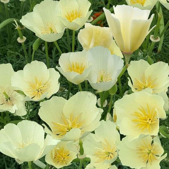 Beyaz Kaliforniya Gelincik Papaver Çiçeği Tohumu(100 tohum) ürün görseli 1