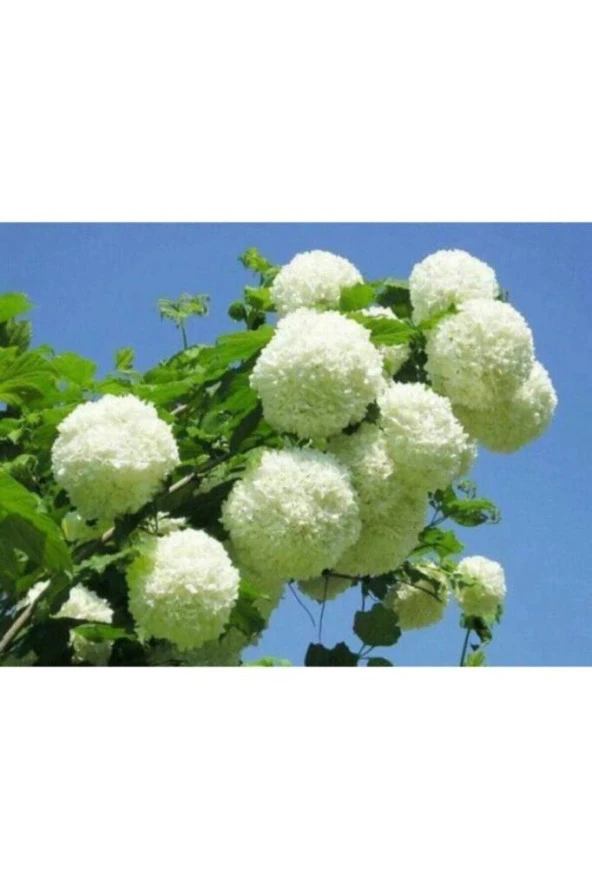 Kartopu Çiçeği Fidanı 40-60 Cm ürün görseli 1