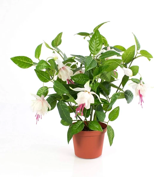 Küpe Küpeli Çiçeği Fidanı Fuchsia 10-20 Cm ürün görseli 1