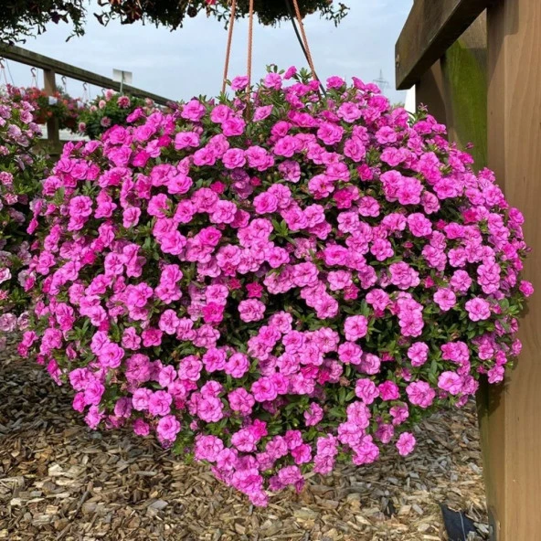 Calita Katmerli Double Rosy Milyonlar Çanı Calibrochoa Çiçeği Fidesi (1 adet) ürün görseli 1
