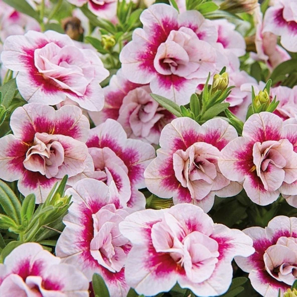 Calita Katmerli Double Rose Bicolor Milyonlar Çanı Calibrochoa Çiçeği Fidesi (1 adet) ürün görseli 1