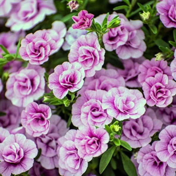 Calita Katmerli Double Pink Milyonlar Çanı Calibrochoa Çiçeği Fidesi (1 adet) ürün görseli 1