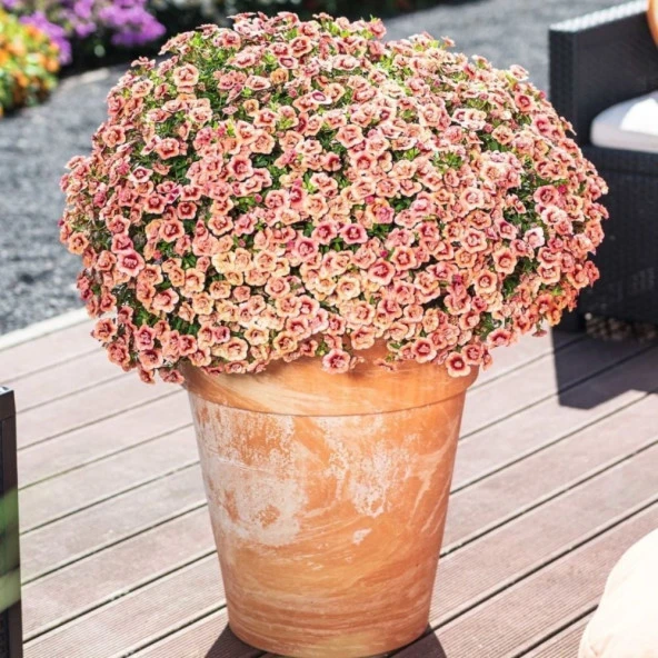Calita Katmerli Double Apricot Milyonlar Çanı Calibrochoa Çiçeği Fidesi (1 adet) ürün görseli 1