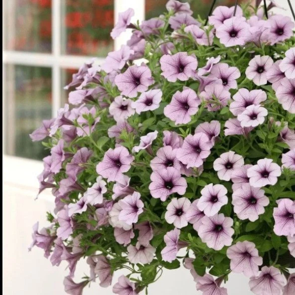 Sarkıcı Fortado Purple Vein Petunya Çiçeği Fidesi (2 Adet Fide) ürün görseli 1